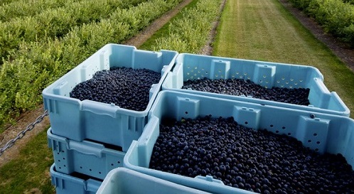 Blueberry Field Climatizzazione di un deposito per lo stoccoggio della frutta