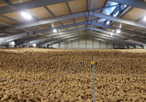 patate Riscaldatori Nolo Climat conservano uno stock di patate