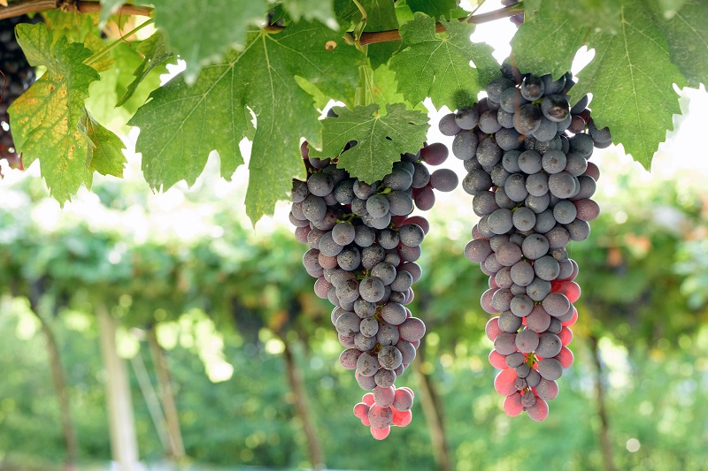 Valpolicella Condizionatore HPAC protegge la produzione di Valpolicella