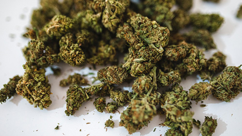 Deumidificatori per l’essiccazione e la conservazione della canapa - Nolo Climat